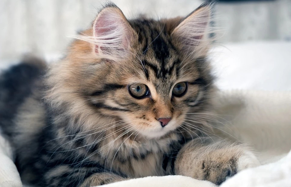 Сибирская кошка: описание породы, характер и особенности ухода за ней домашние животные,наши любимцы