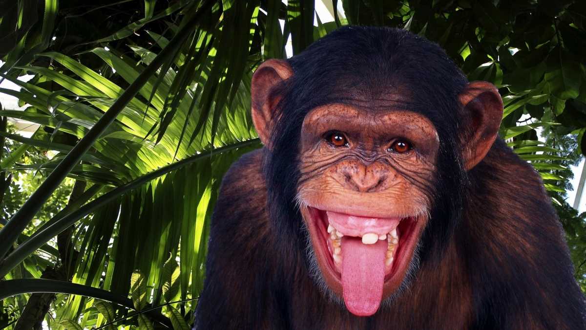  Современный шимпанзе. / © energynews.su 