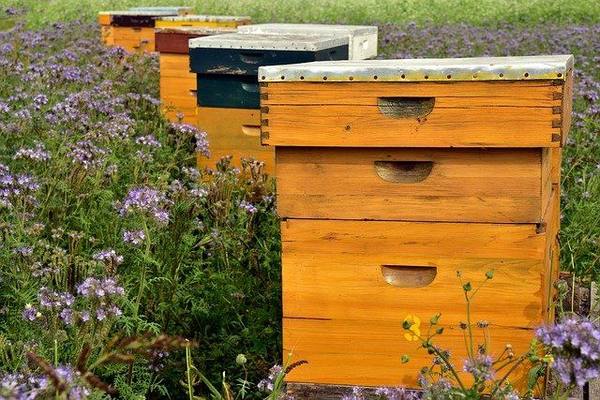 Пчеловоды завоевывают азиатский рынок