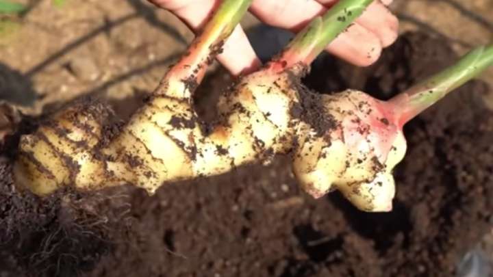 Вырастите имбирь прямо в мешке с землей! Полезно и вкусно полезные советы,садоводство