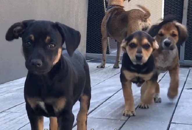 Щенки бегут