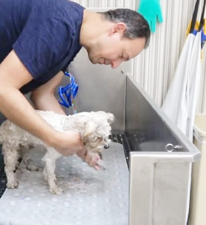 Пес в приюте