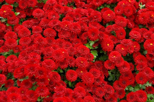 Хризантема садовая сорт Patio mun Red, фото автора Хризантема садовая сорт Patio mun Red, фото автора