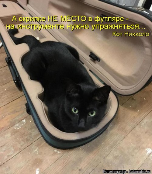 Котоматрицы недели Котоматрицы недели прикольные картинки