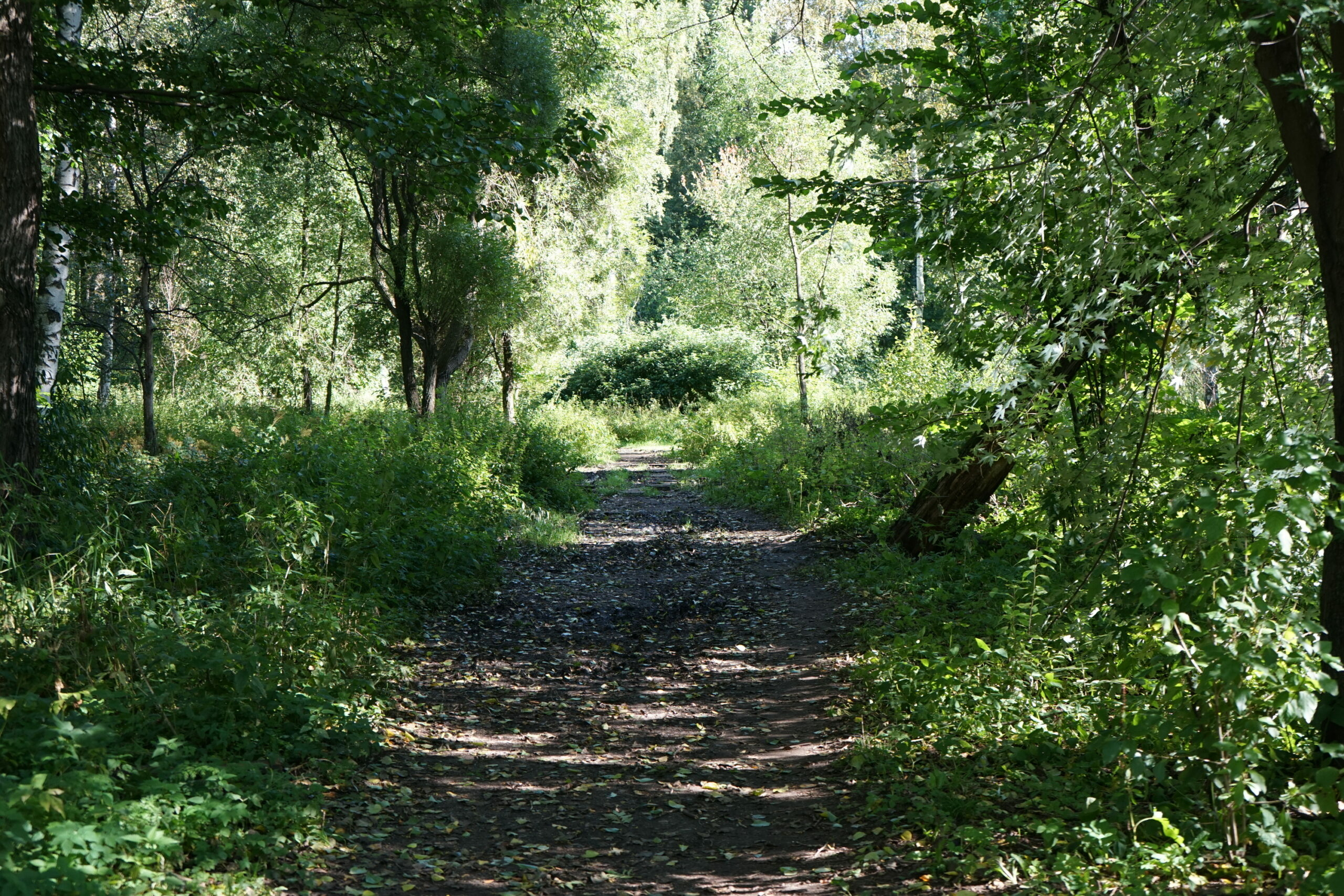 санкт петербург лес