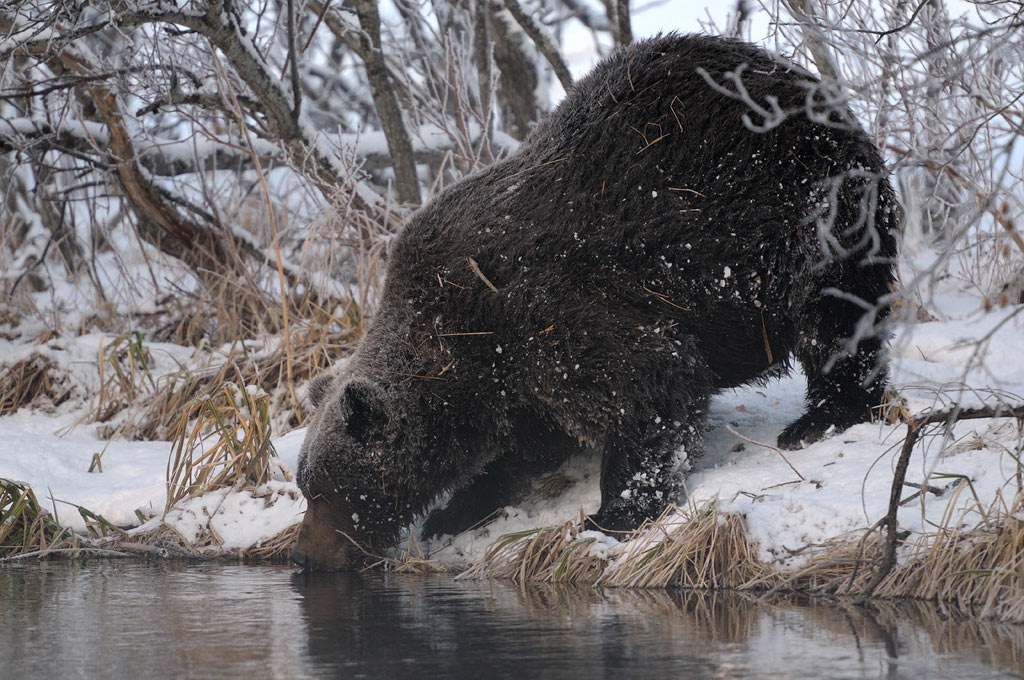 Бессонные медведи 