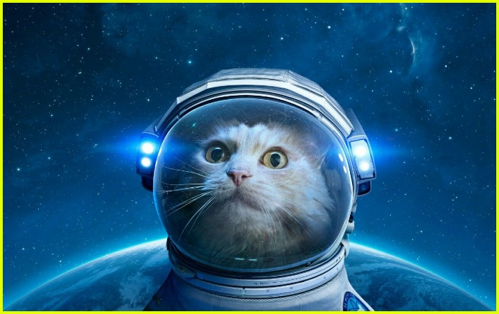 Кошачий заговор Кошачий заговор