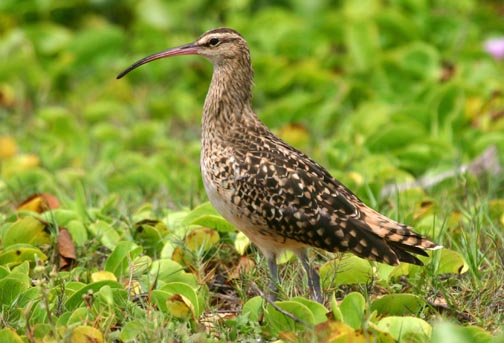 https://upload.wikimedia.org/wikipedia/commons/5/56/Bristle-thighed_Curlew.jpg