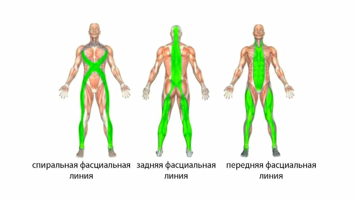 Почему для молодости лица и снятия напряжения со спины стоит растягивать заднюю поверхность ног задней, поверхности, стопы, отделы, могут, говорить, молодость, также, выполнять, функции, вышележащие, области, которые, можете, находится, этого, просто, растяжки, пальцев, растяжка