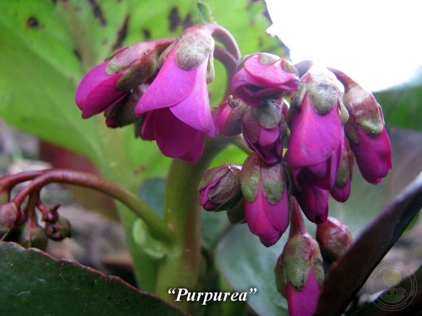 Purpurea