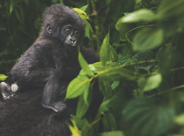 Фантастические твари и где они обитают мир,путешествие