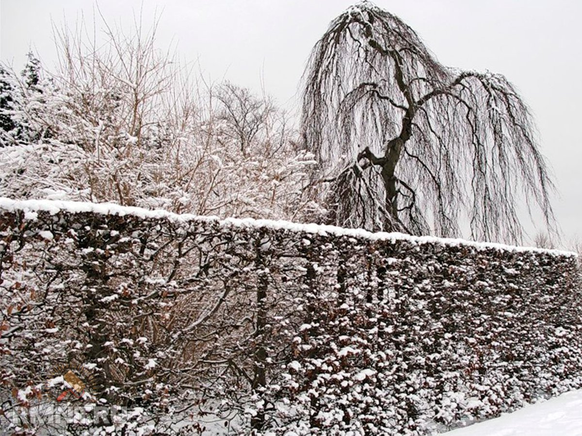 Плюсы и минусы живой изгороди на участке благоустройство территории,живая изгородь,ландшафтный дизайн