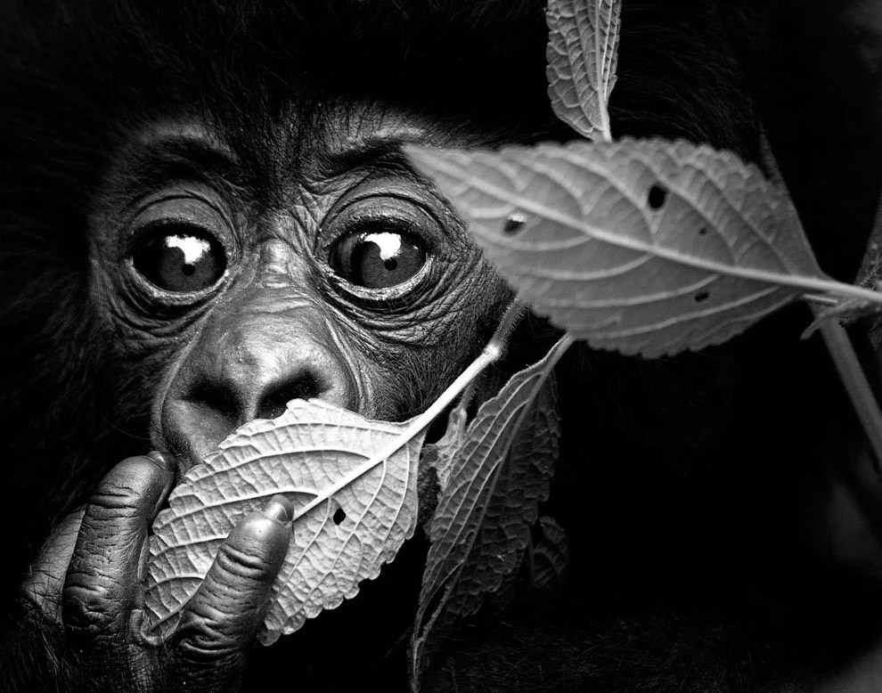 Великолепные снимки снимки животных от Дэвида Ярроу