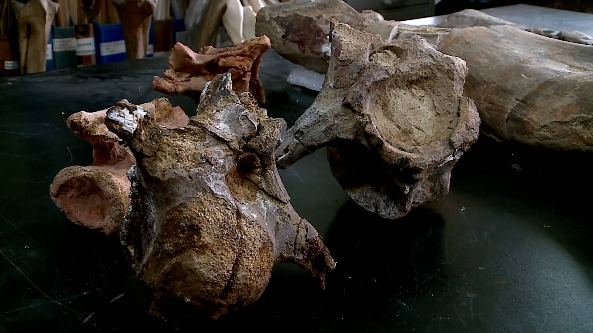 Ученые из Аргентины окрыли новый вид динозавров Видео
