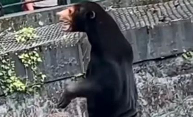 Китайский зоопарк заподозрили в подмене медведей. Посетителям показалось, что в костюме медведя был человек 