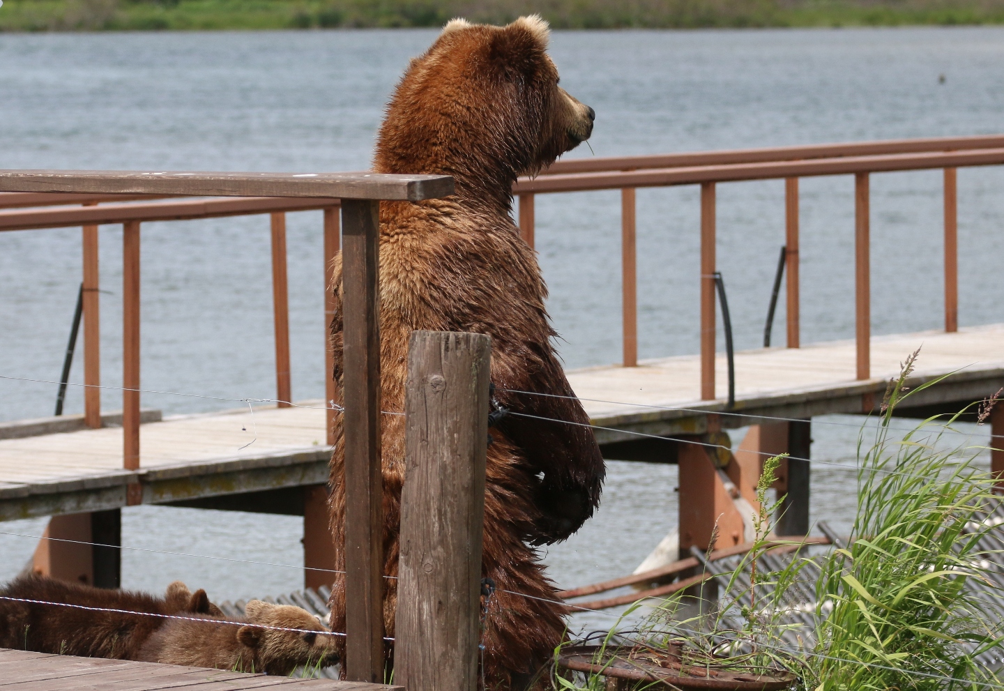 Камчатка. Часть 2. Медведи на планете вулканов. 