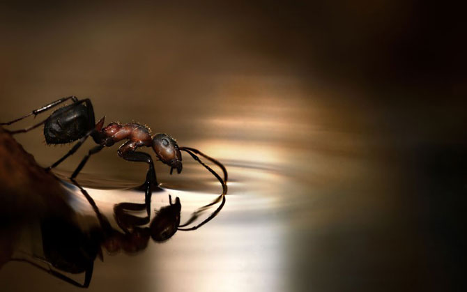 Макрофотографии улиток и насекомых  