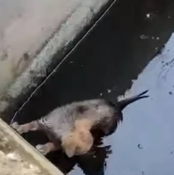 Два мальчика нашли крохотного щенка в грязной воде. Дети поняли, что сами его не спасут 