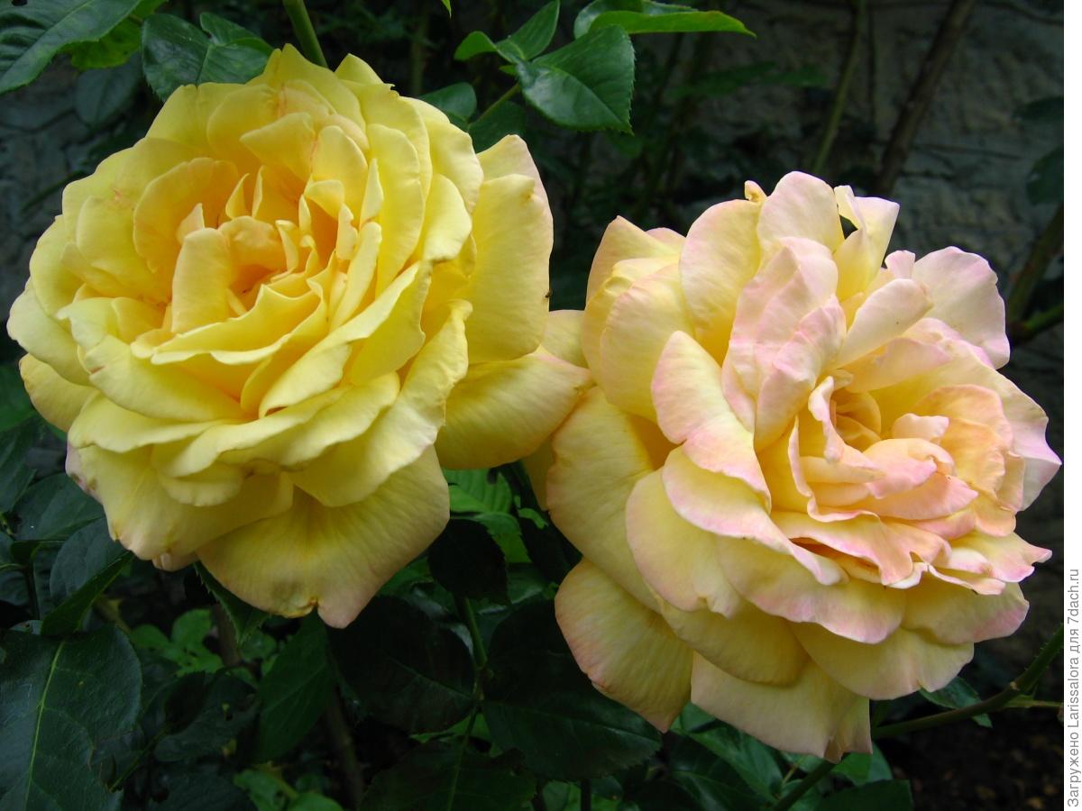 Лучшие сорта желтых. Сорт желтой розы кадинез. Сорта желтых роз чайно гибридных. Сорта желтых роз чайно гибридных. Лучшие сорта желтых.