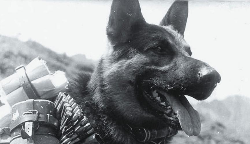 Кто сильнее пес, или "Тигр" :  четвероногих диверсантов немецкие танкисты боялись как огня Великая Отечественная Война,оружие