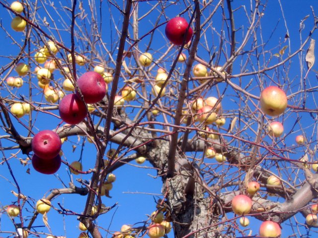 Как правильно привить яблоню – все о способах, сроках и последующем уходе садоводство
