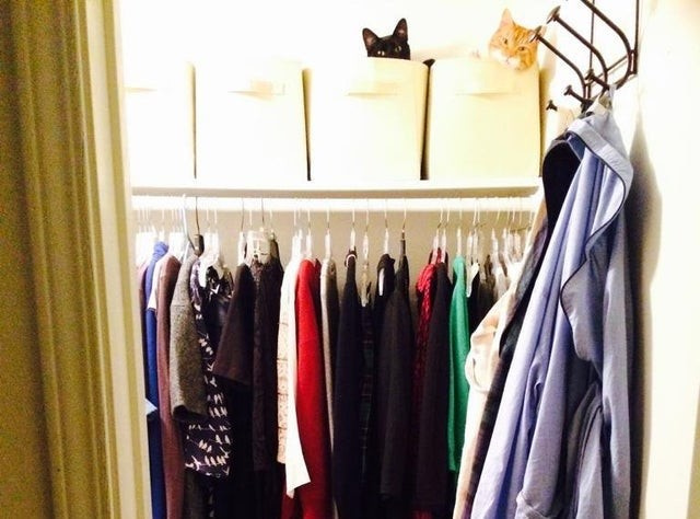 10 фото, к которым нужно как следует приглядеться, чтобы найти котика 10 фото, к которым нужно как следует приглядеться, чтобы найти котика