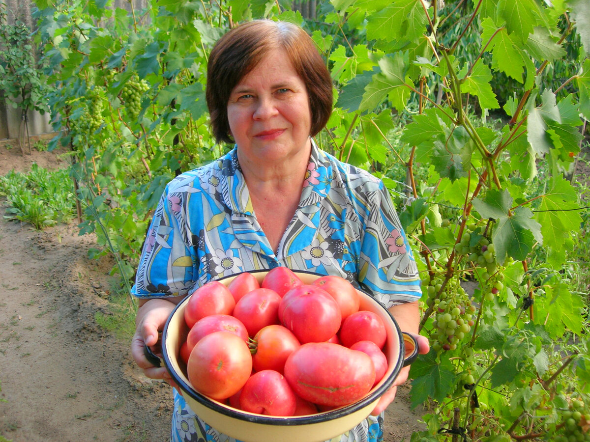 Розовые помидоры. Какие сорта сажаю каждый год. Рекомендации, посадка и уход!