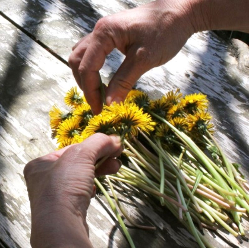 одуванчик лекарственный в медицине