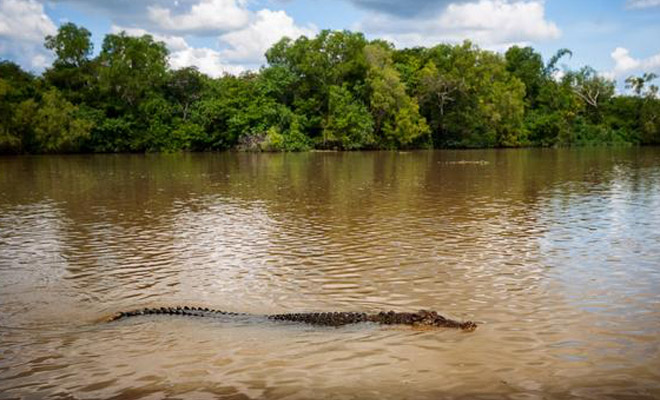 Рыбаки плыли на моторной лодке, когда ее обогнал 5-метровый крокодил: скорость 40 километров в час Культура