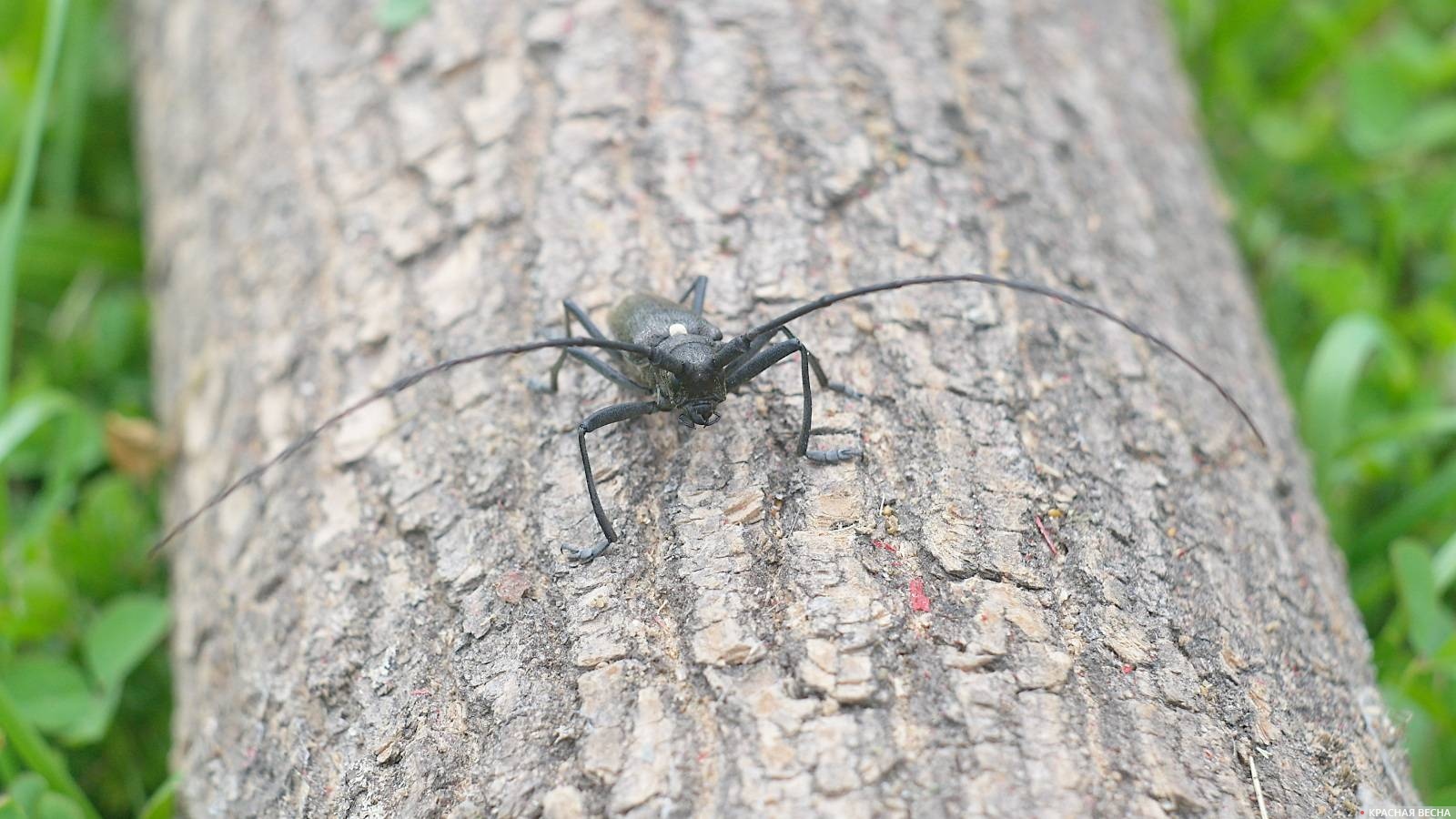 В Свердловской области выявили древесину с личинками усача Monochamus