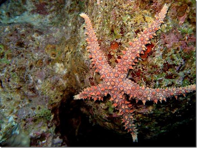 Egyptian-sea-star-