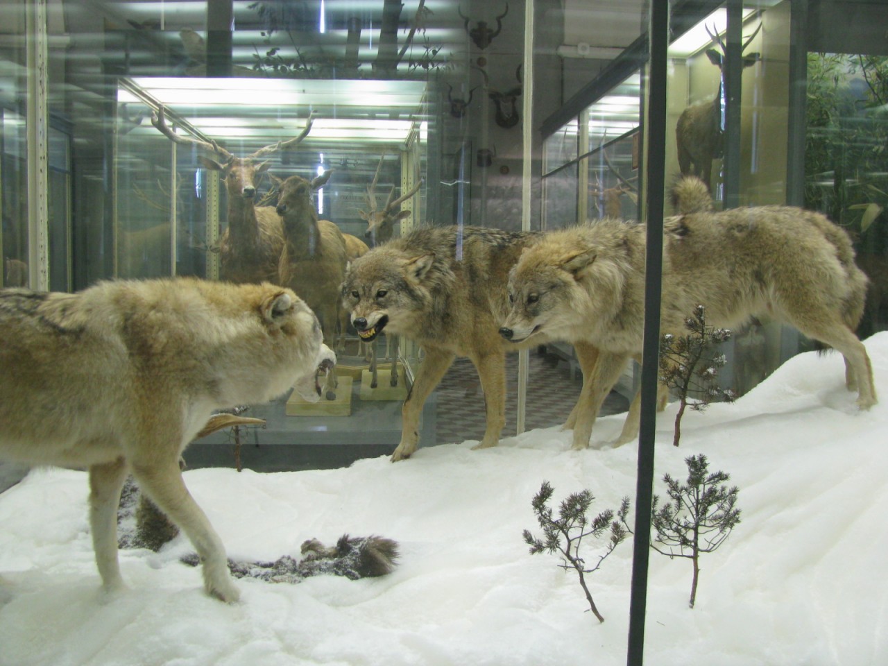 зоологический музей в москве фото