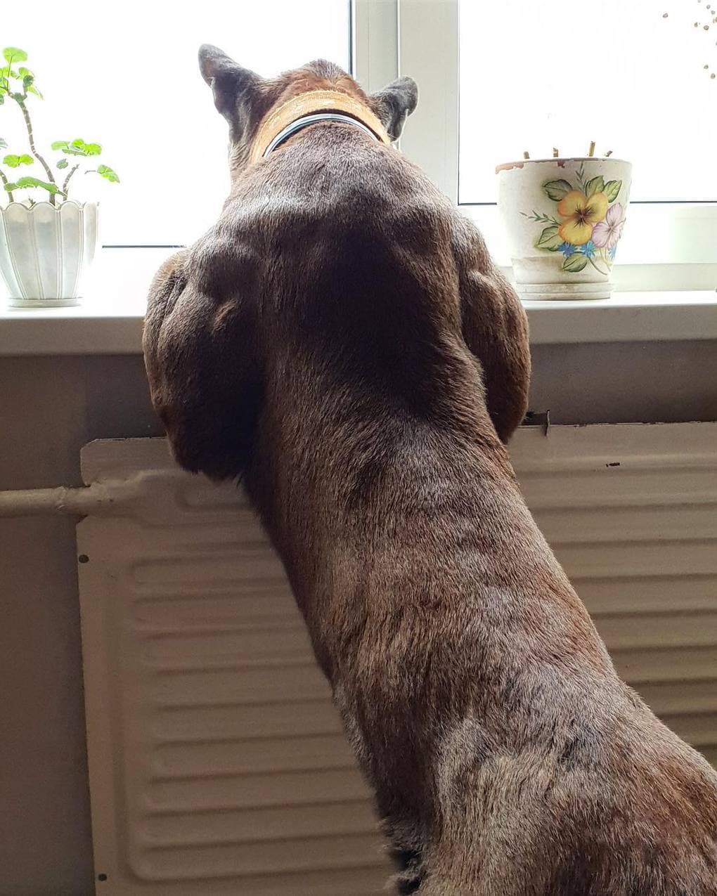 Пара забрала пуму из саранского контактного зоопарка и превратила её в разбалованного домашнего кота Пара забрала пуму из саранского контактного зоопарка и превратила её в разбалованного домашнего кота животные