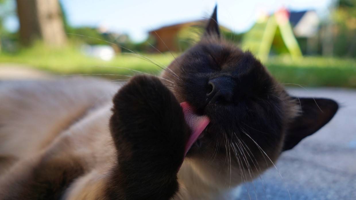 Реакция девушки на появление чужого кота в своей квартире рассмешила пользователей TikTok