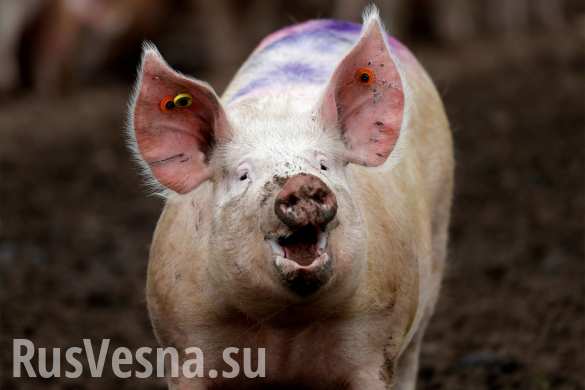 Это крах: кто-то уничтожает украинское свинство (ФОТО) | Русская весна