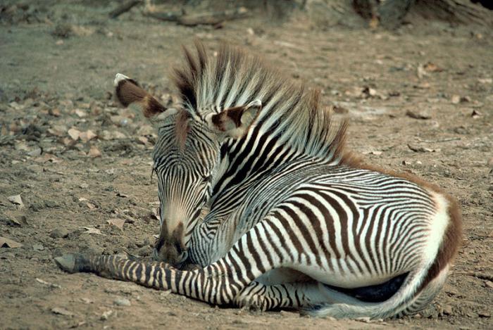 Где живет зебра: полосатые факты