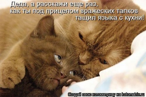 Котоматоица. Мысли вслух :) 