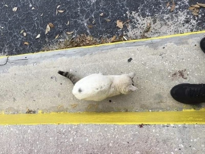 Кот на улице