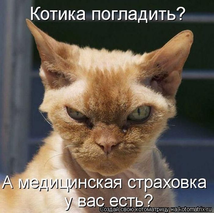 Котоматрица. Мысли вслух :) 