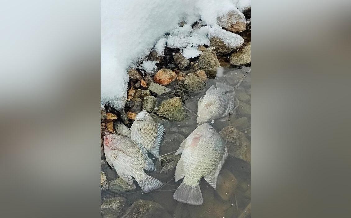 Рыбаки пожаловались на массовую гибель экзотической тилапии в озере рядом с АЭС в Тверской области