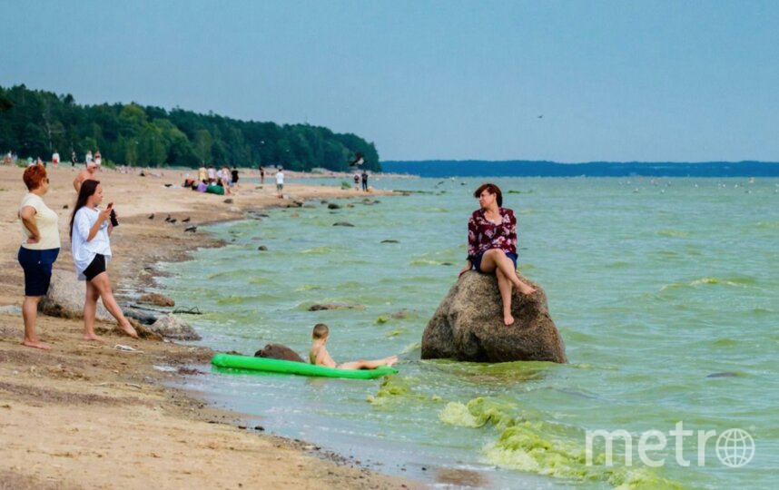 В Финском заливе зацвели водоросли