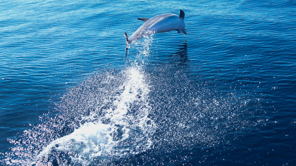 Более 120 дельфинов выбросились на берег у мыса Код в США