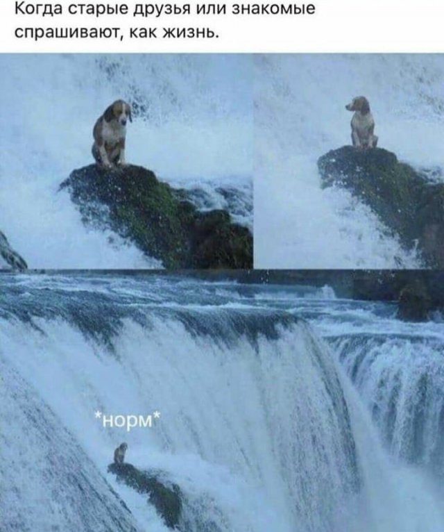 Новые прикольные мемы картинки,позитив,смешные картинки
