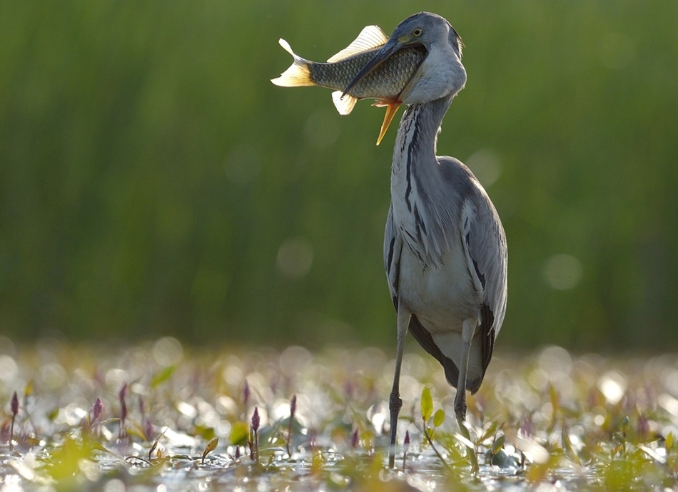 The world of birds Radoslav Tsvetkov 09