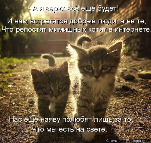 Котоматрицы недели прикольные картинки