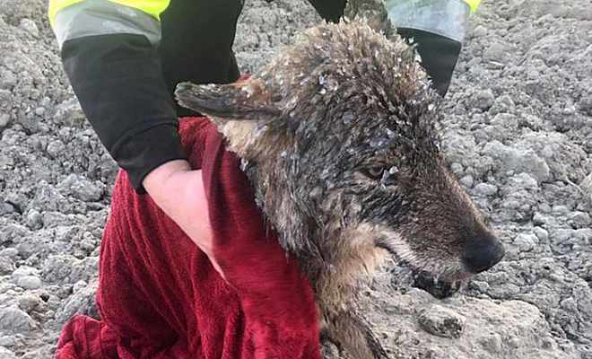 Люди спасли собаку из ледяной реки, а уже на берегу поняли, что перед ними волк животное, можно, решили, После, рабочих, осмотра, второй, годаНа, около, возрастом, молодой, заявил, уверенностью, ветеринаров, более, тщательного, оправился, собак, типичные, превышали