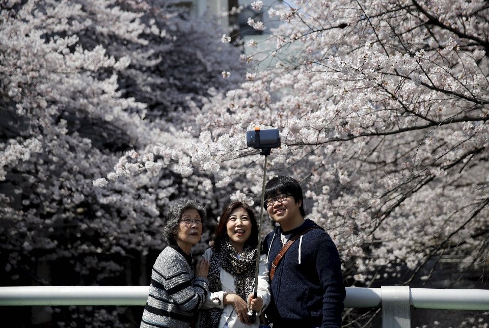 Японская традиция любования цветущей сакурой Япония