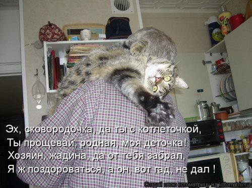 Котоматрицы недели прикольные картинки