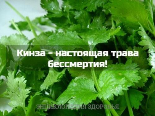 Основные ценные свойства кинзы: