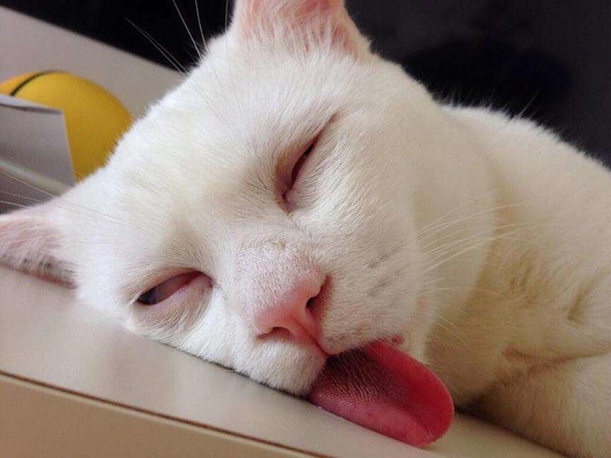 Смешные фото спящих котов и кошек